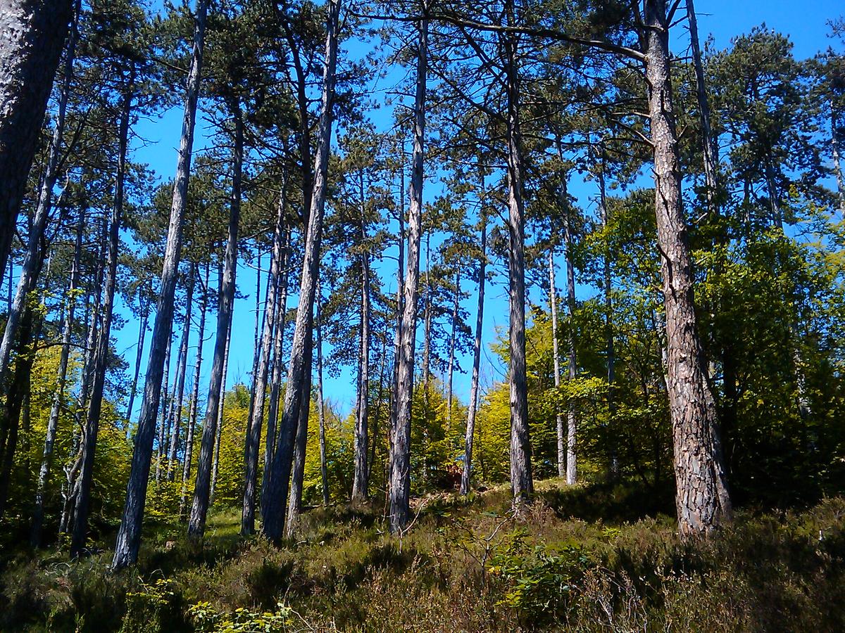 Under clear skies, the pines of Fontainebleau stand above a dense understory. This peaceful landscape is a reminder of the fragility of a forest where fire can smolder in the ground. Credits: Absinthologue / Wikimedia Commons — CC0 1.0.